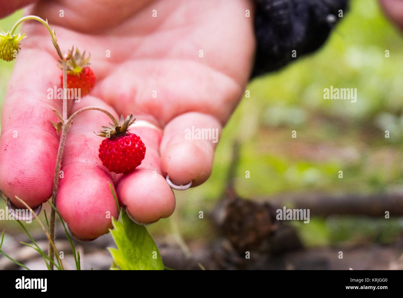 Hand holding tiny red strawberry Stock Photo