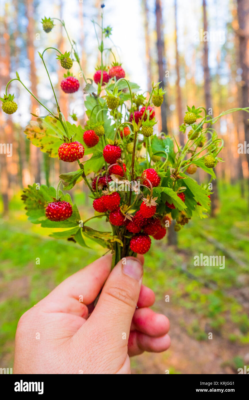 Hand holding bouquet of strawberries in forest Stock Photo