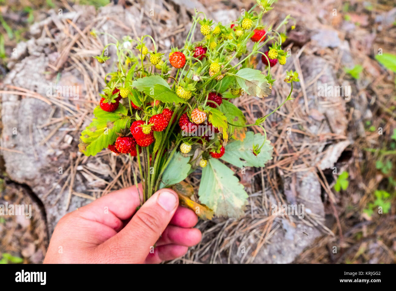 Hand holding bouquet of strawberries over tree stump Stock Photo