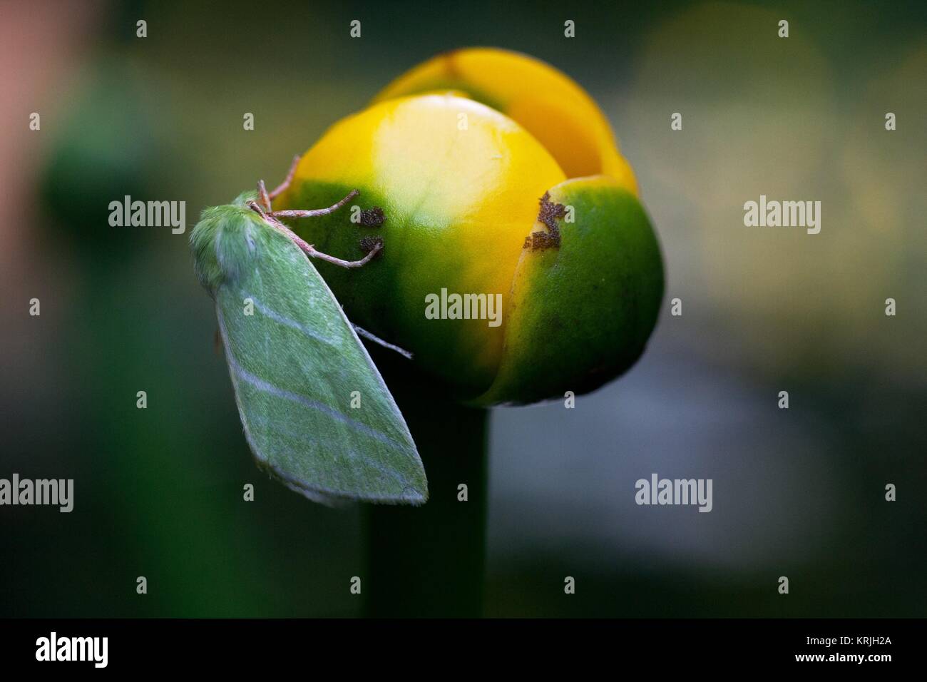 yellow water lily with green moth Stock Photo