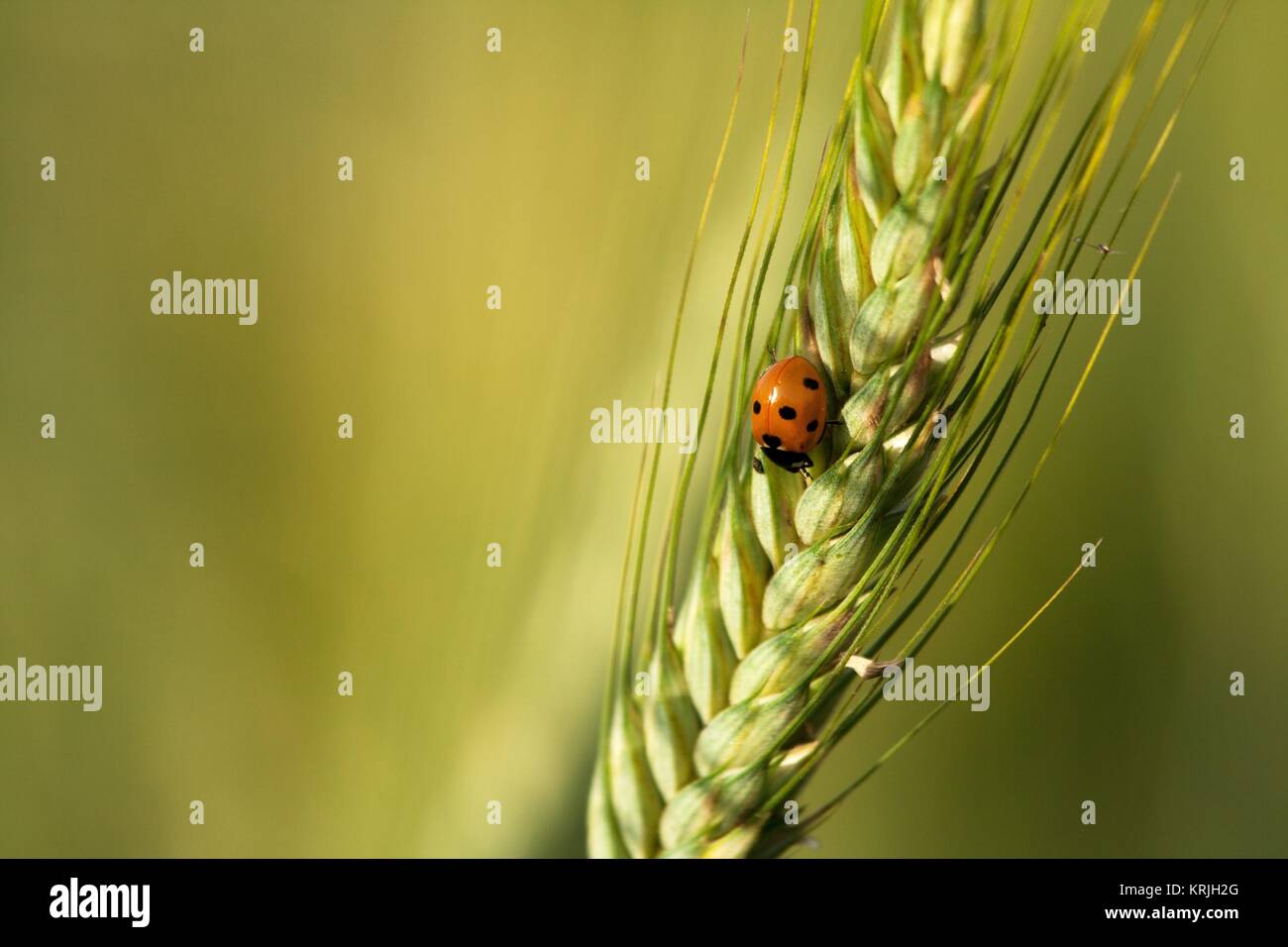 Ladybug In Ear ladybug on the ear of grain Stock Photo - Alamy