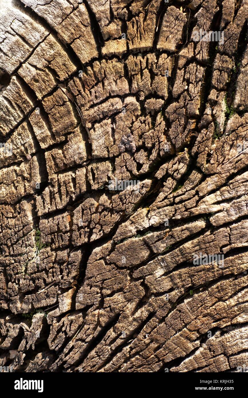 old tree trunk 2 Stock Photo - Alamy
