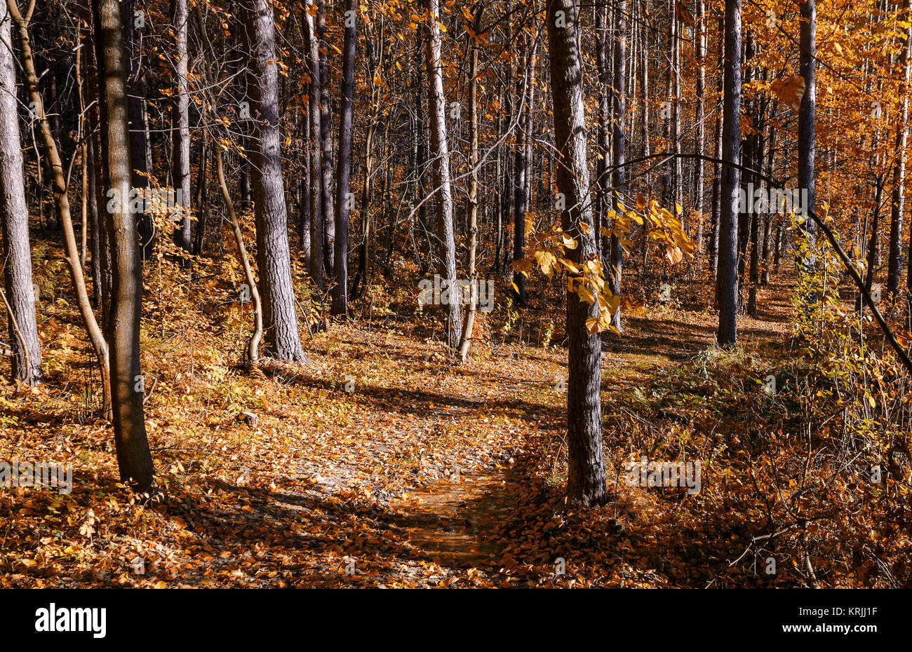 In The Autumn Forest Stock Photo - Alamy
