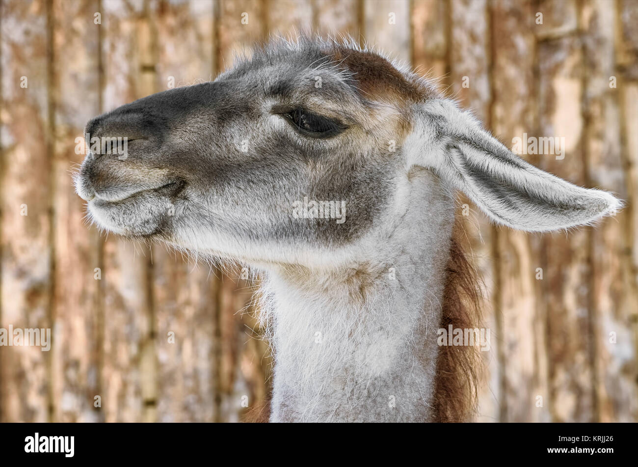 Portrait of Llama Stock Photo