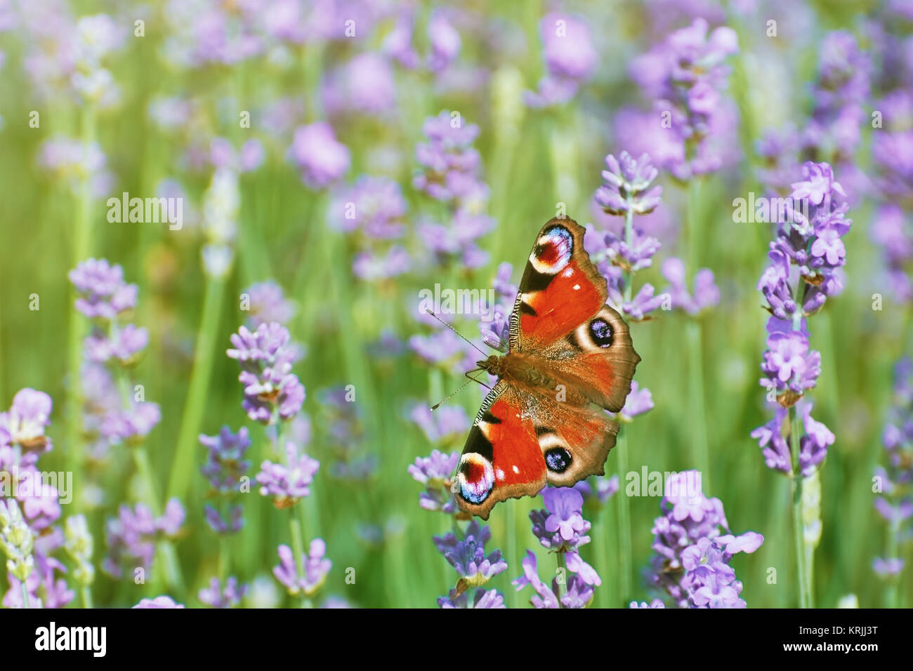 Peacock Butterfly on Lavender Stock Photo - Alamy