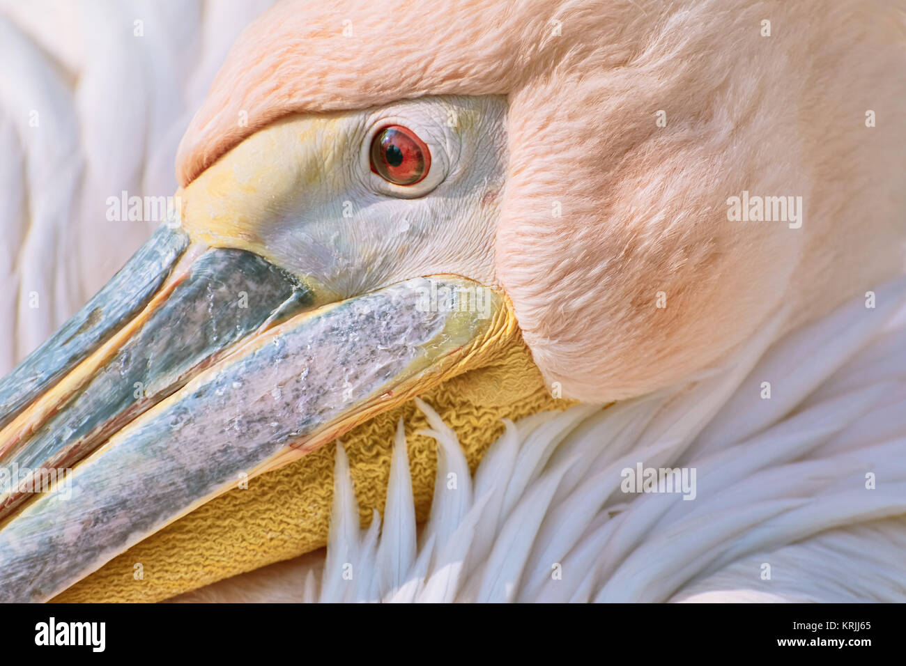 Portrait of Pelican Stock Photo