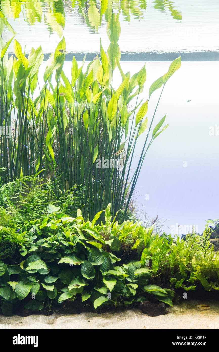 aquarium with waterplant and animals Stock Photo Alamy