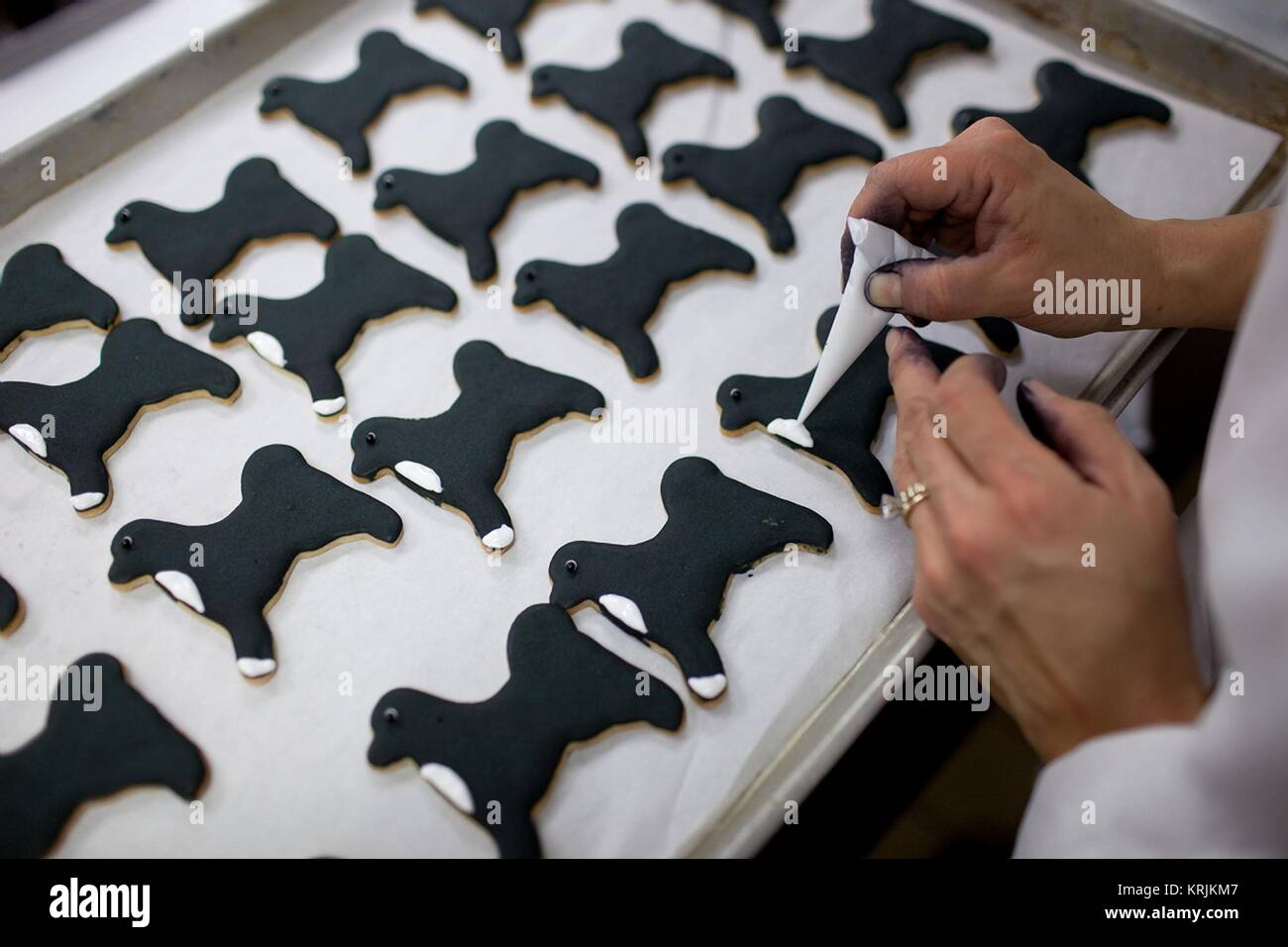White House pastry chefs decorate cookies shaped like U.S. President Barack Obama family dog Bo at the White House December 8, 2010 in Washington, DC. Stock Photo