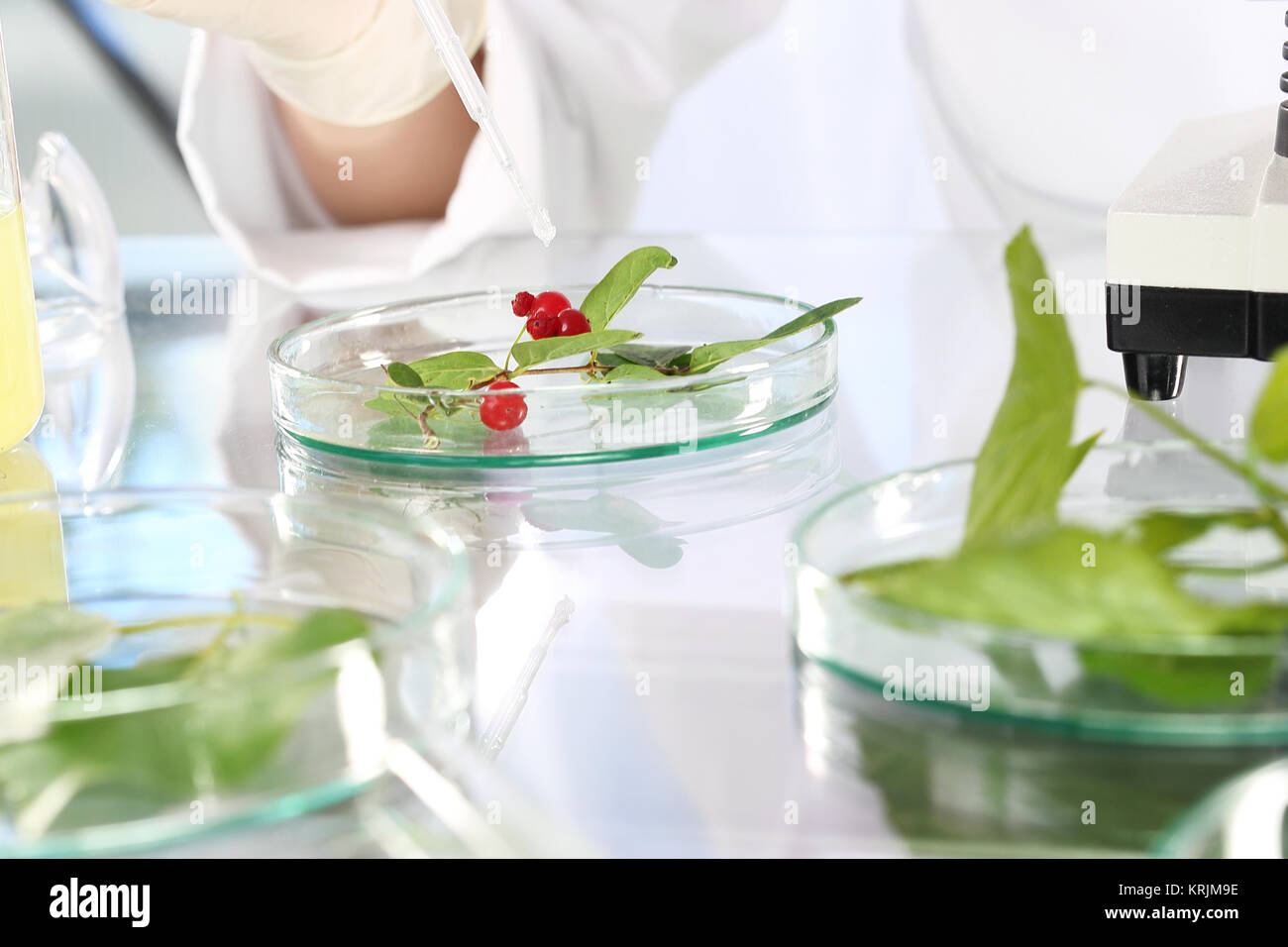 biotechnology. in vitro plants. plant propagation. Stock Photo