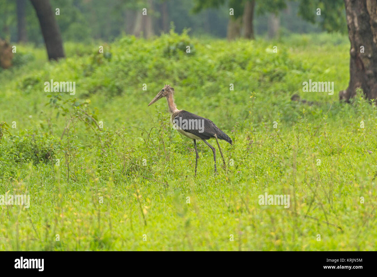 Lesser Adjutant Stork in the Wilds Stock Photo - Alamy