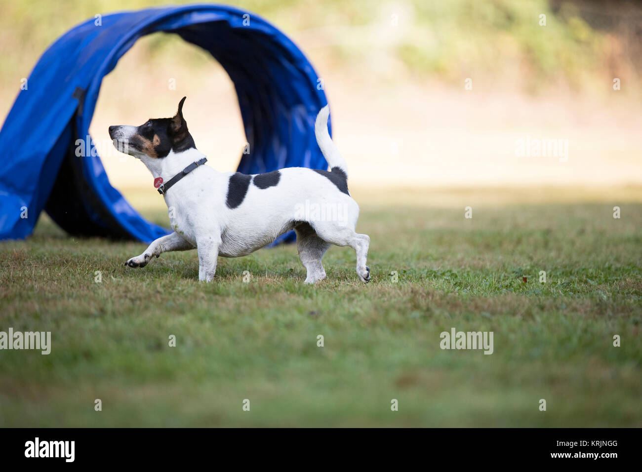 Dog, Jack Russell Terrier, agility Stock Photo Alamy