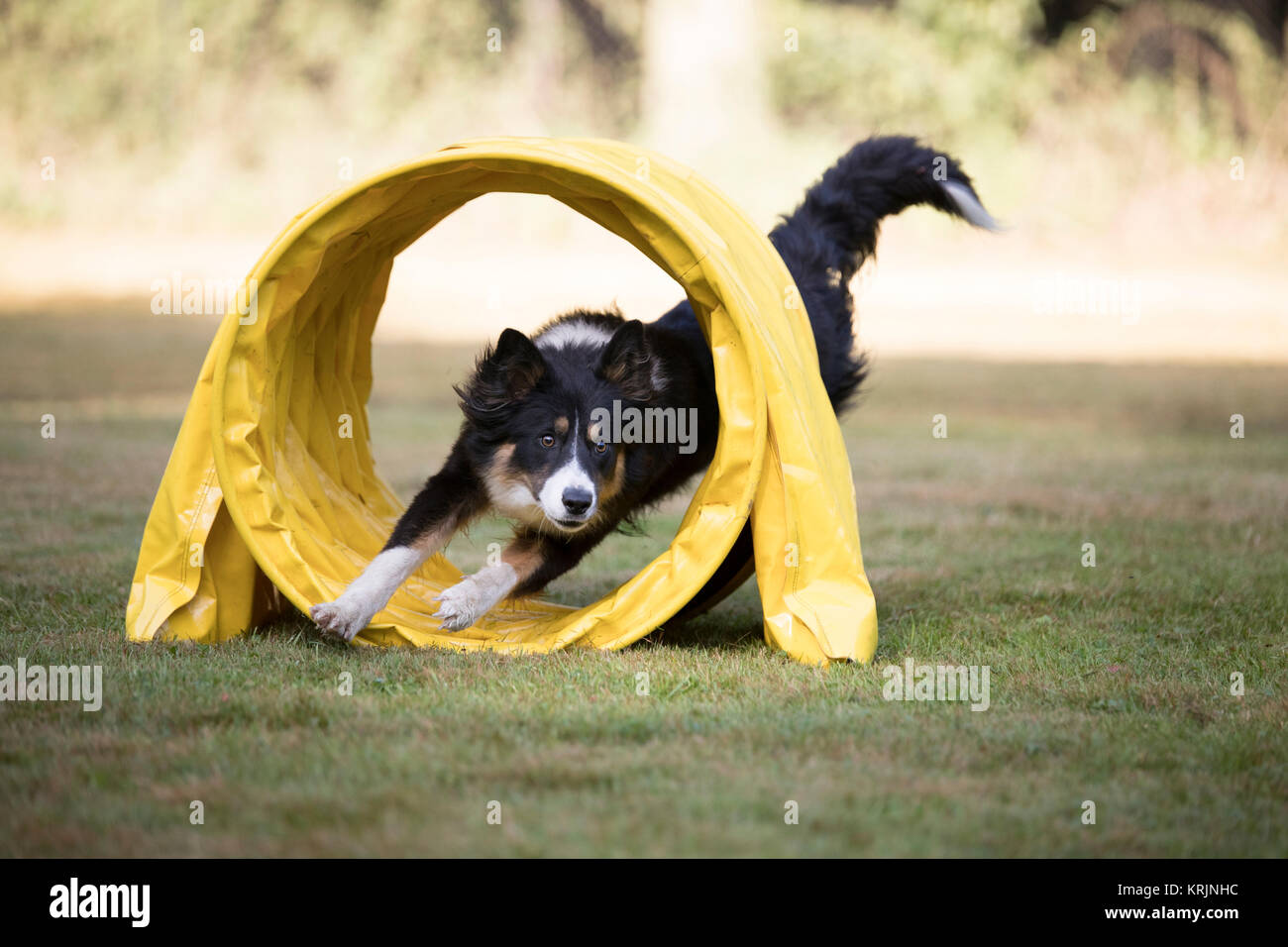 Dog, Border Collie, running through agility tunnel Stock Photo Alamy