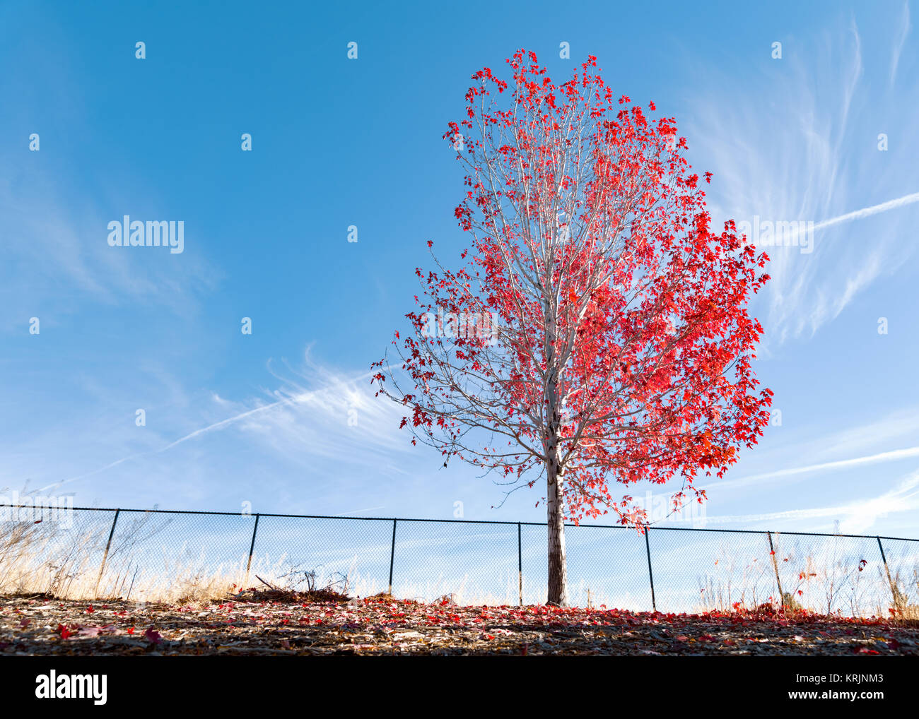 Tree with red leafs over blue sky Stock Photo - Alamy