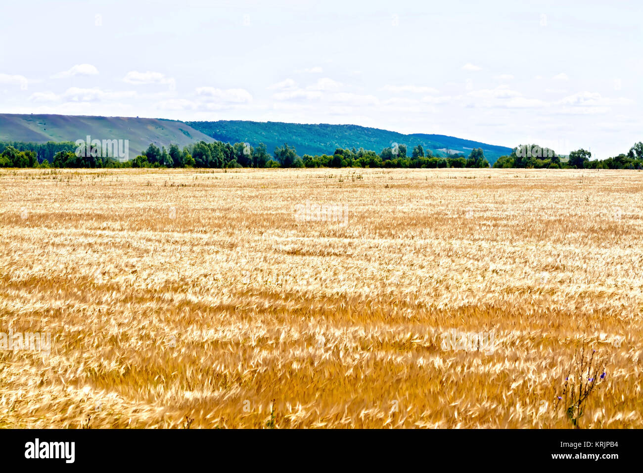 Panorama rye field forest hi res stock photography and images Alamy Panorama rye field forest hi res stock photography and images Alamy