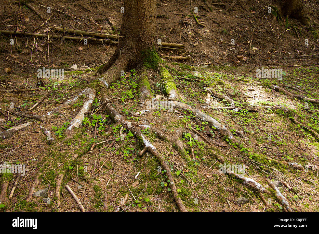 tree with visible roots in a forest in styria Stock Photo - Alamy