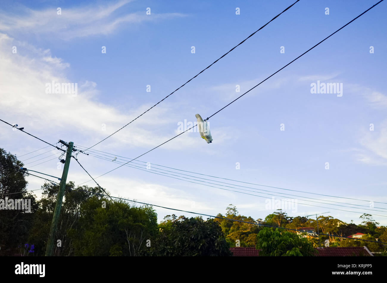 Acrobatic bird upside down on a wire against blue sky. Tropical bird cockatoo on a telephone line above suburban street with trees and houses. Stock Photo