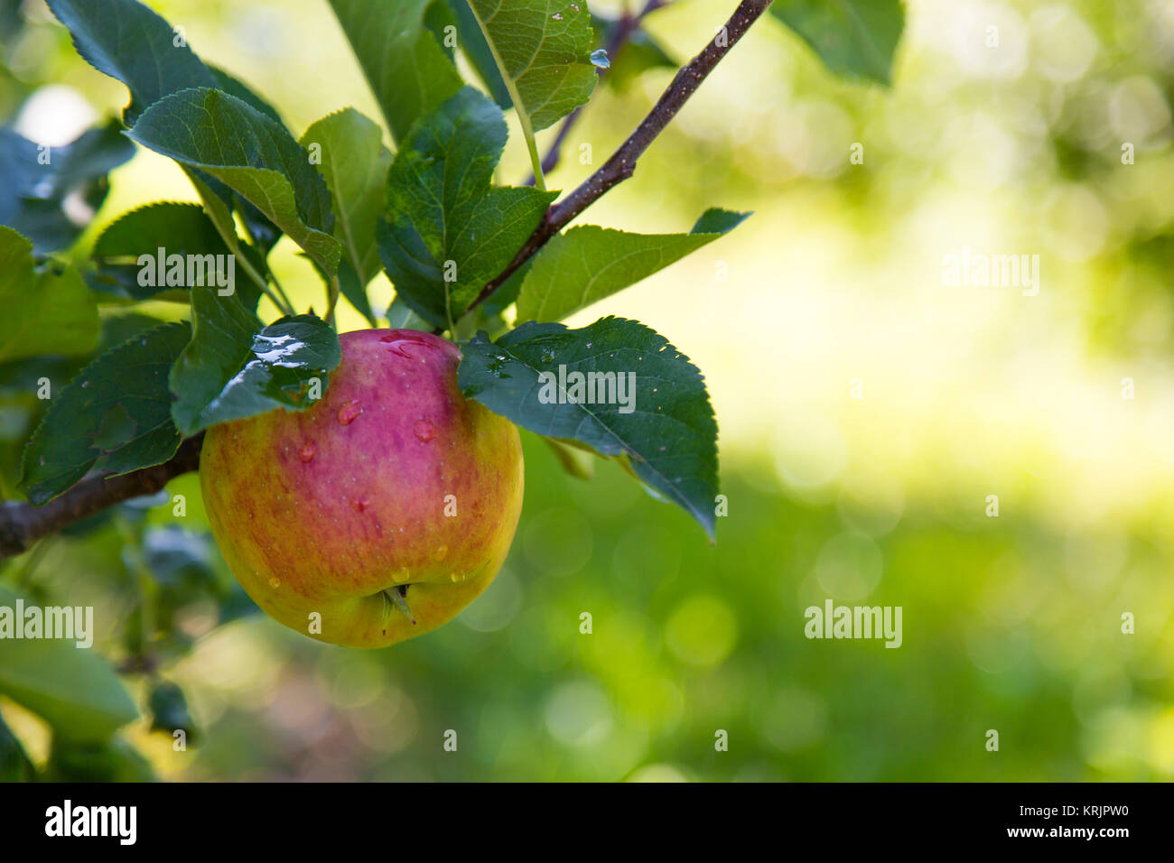 Close up view of an apple in Sud Tirol Stock Photo