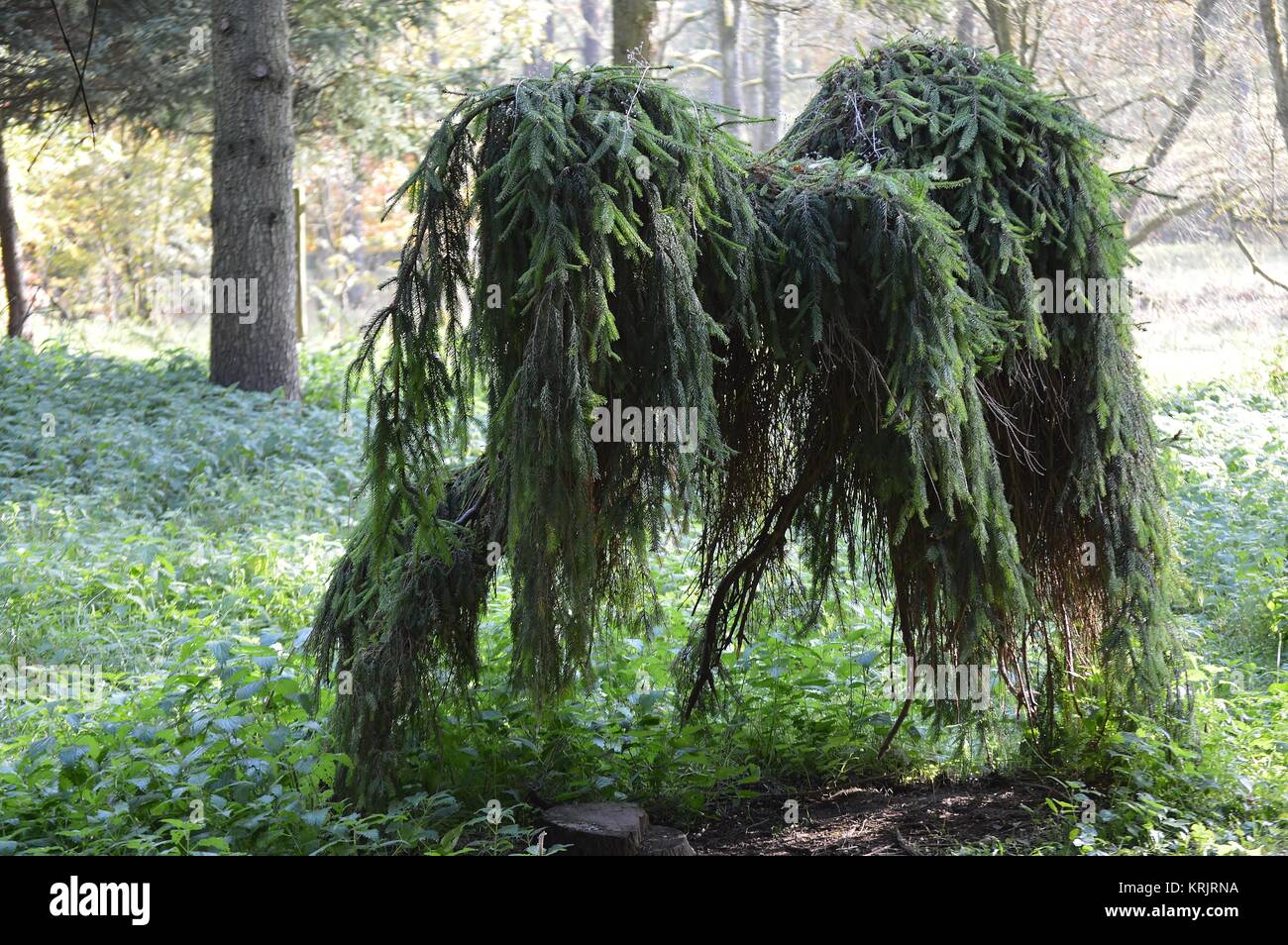 ghost spruce Stock Photo
