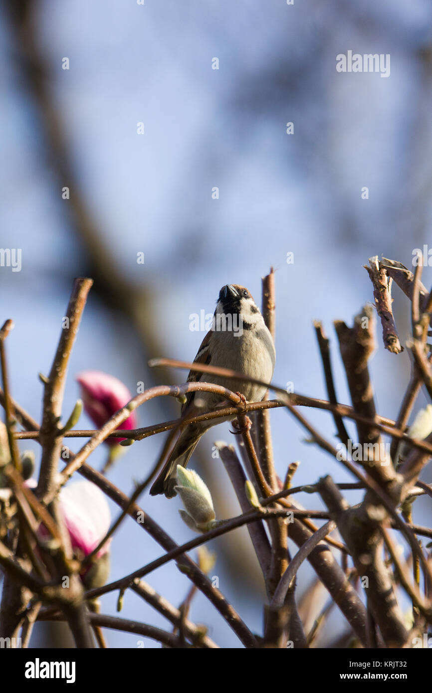 Magnolienbaum magnolia tree hi-res stock photography and images - Alamy