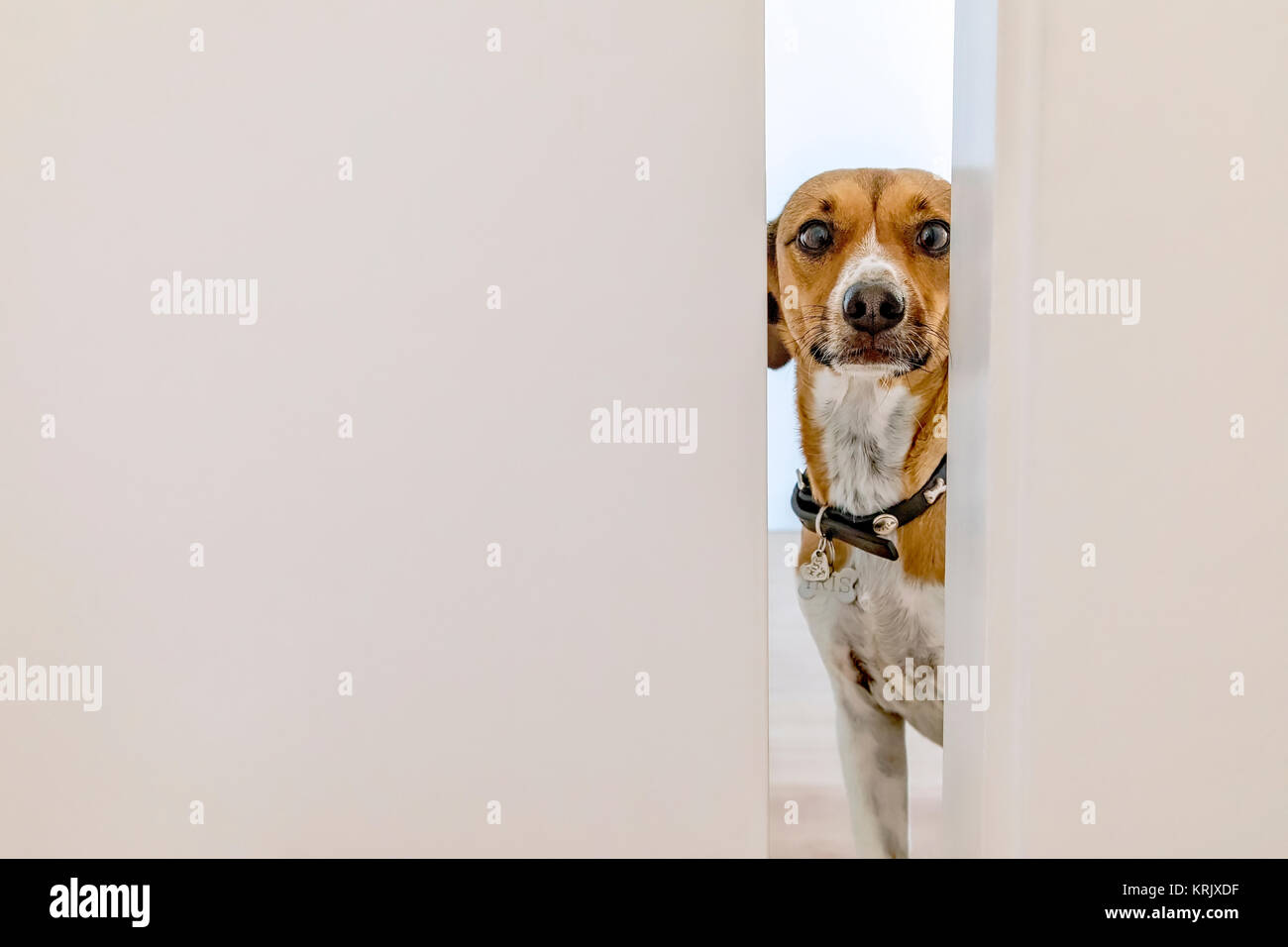 Mixed terrier dog peeking through a door Stock Photo