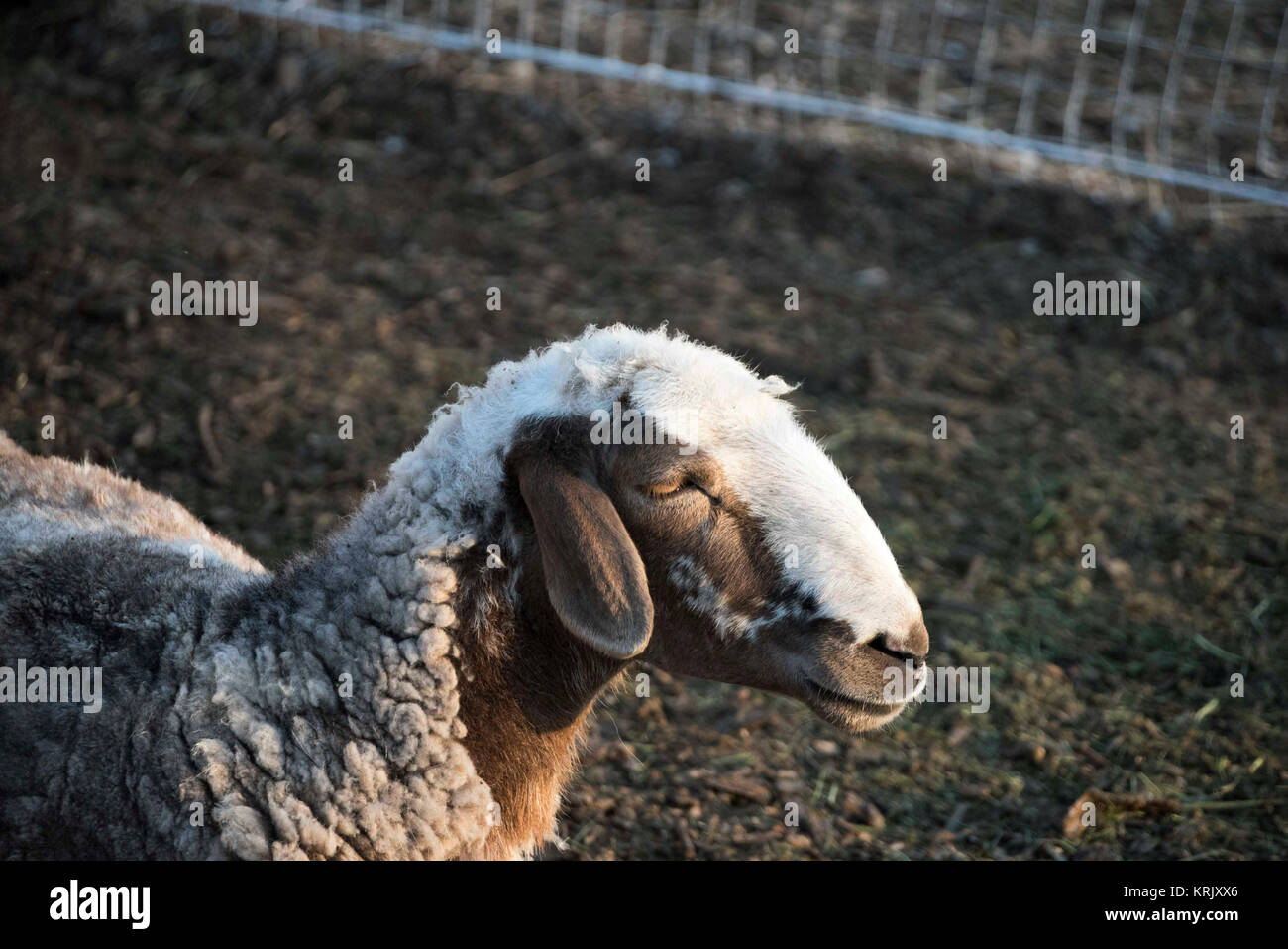 The portrait of sheep farming outdoor. Stock Photo
