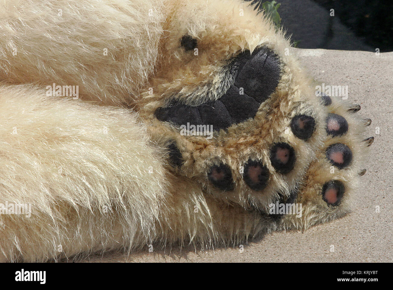 polar bear paws Stock Photo