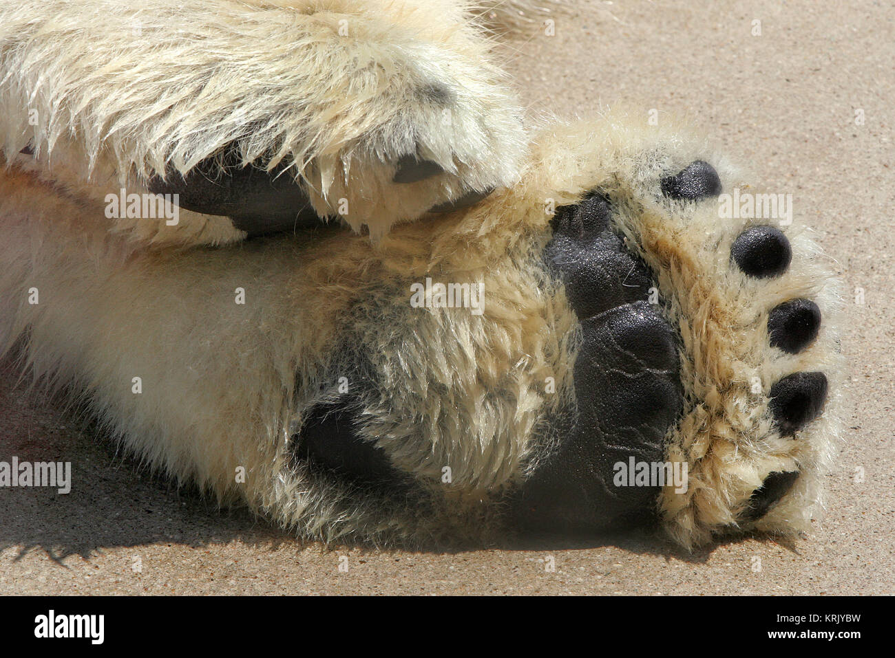 polar bear paws Stock Photo