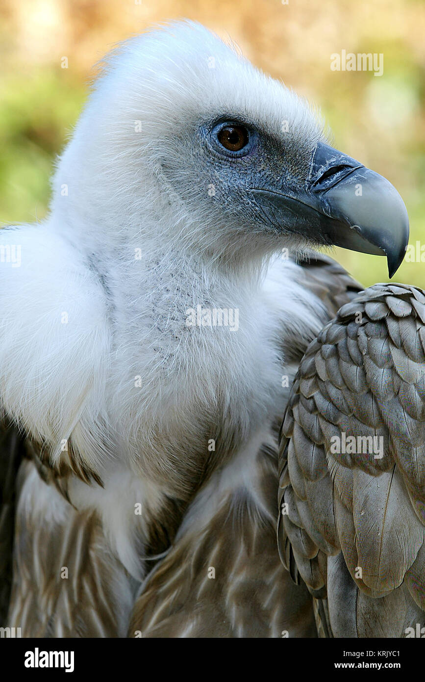 griffon Stock Photo