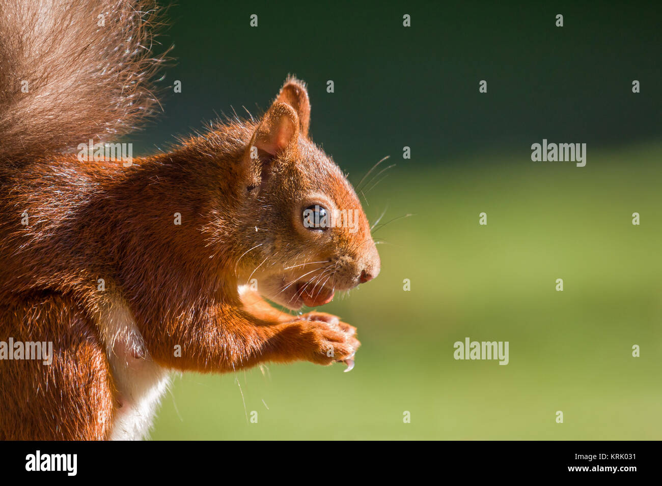 Red Squirrel with Hazelnut Stock Photo