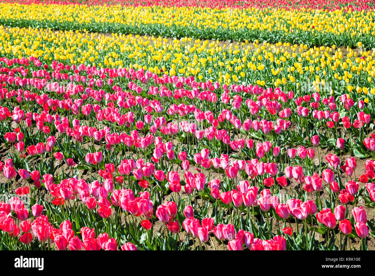 Colorful Field of Tulips Stock Photo - Alamy