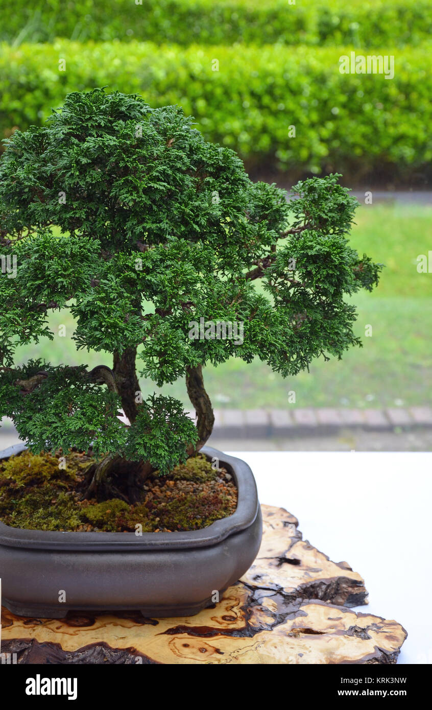 Little evergreen bonsai tree on display Stock Photo Alamy