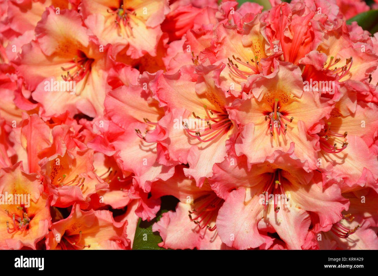 Beautiful pink and yellow rhododendron flowers Stock Photo - Alamy
