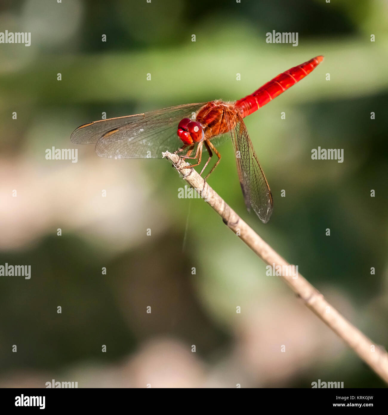 red dragonfly on a branch Stock Photo