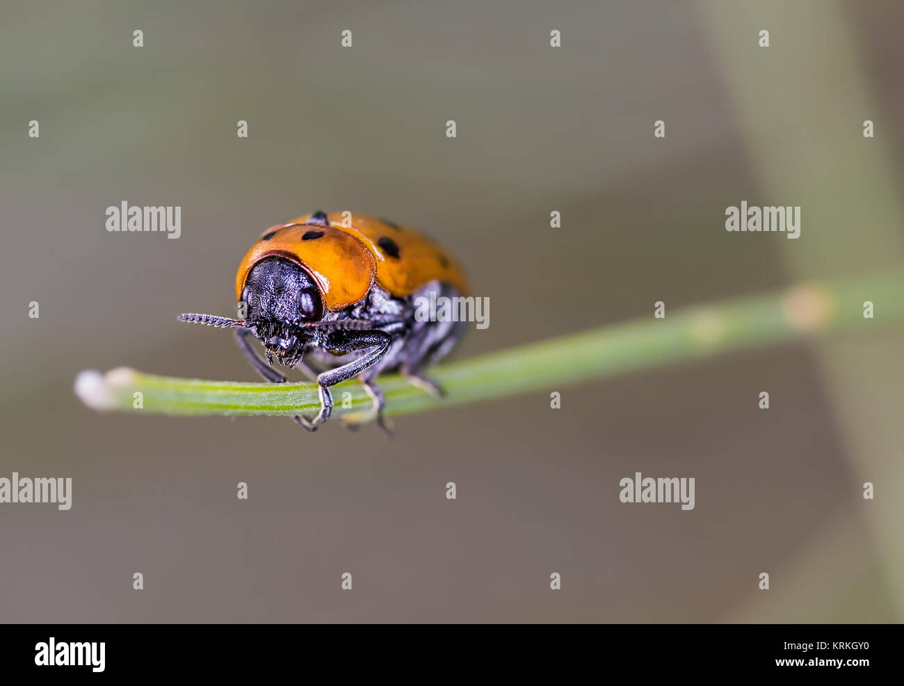 Beetle front view, photographed in their natural environment. Stock Photo