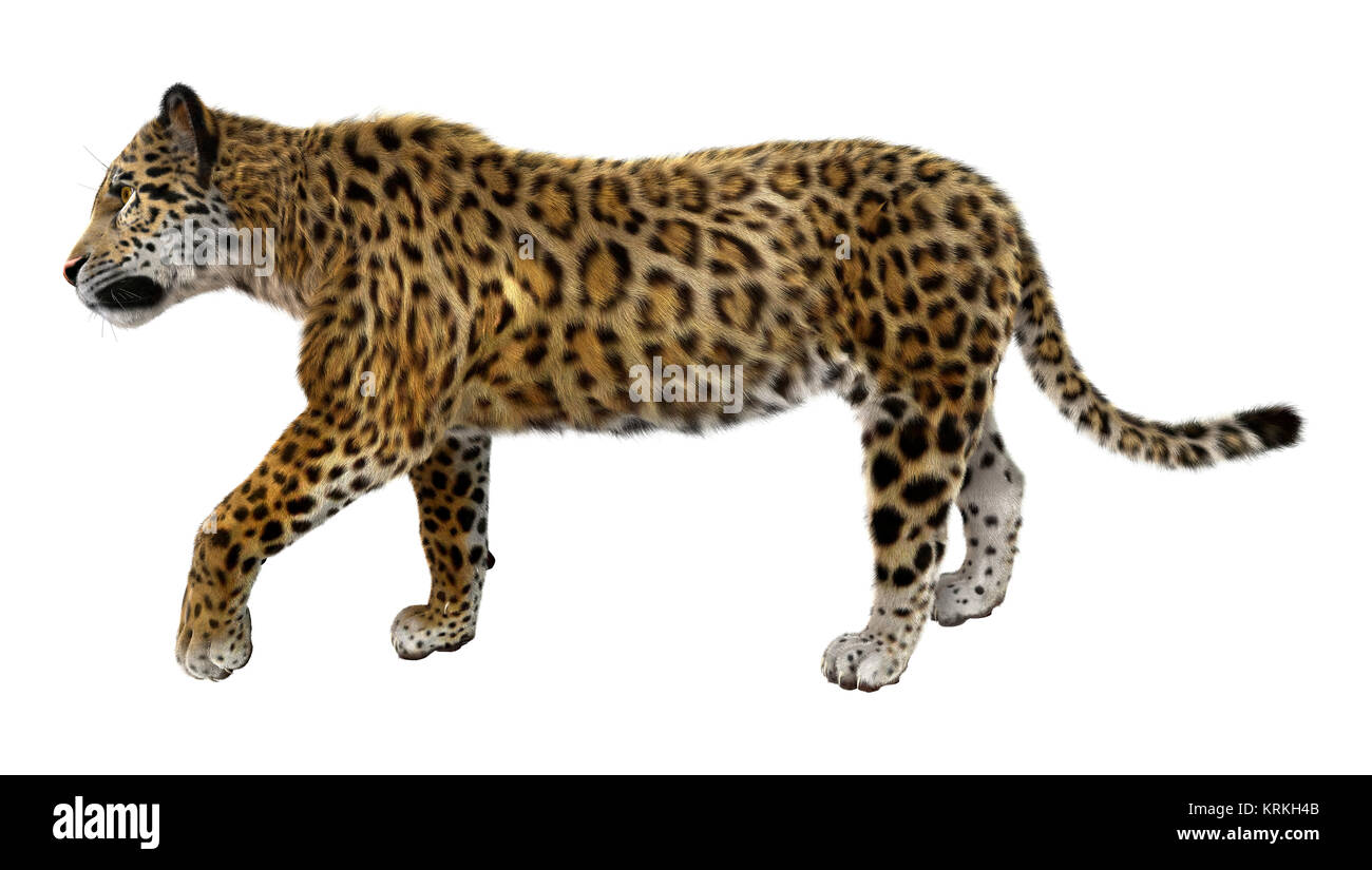 Big Cat Jaguar Stock Photo - Alamy