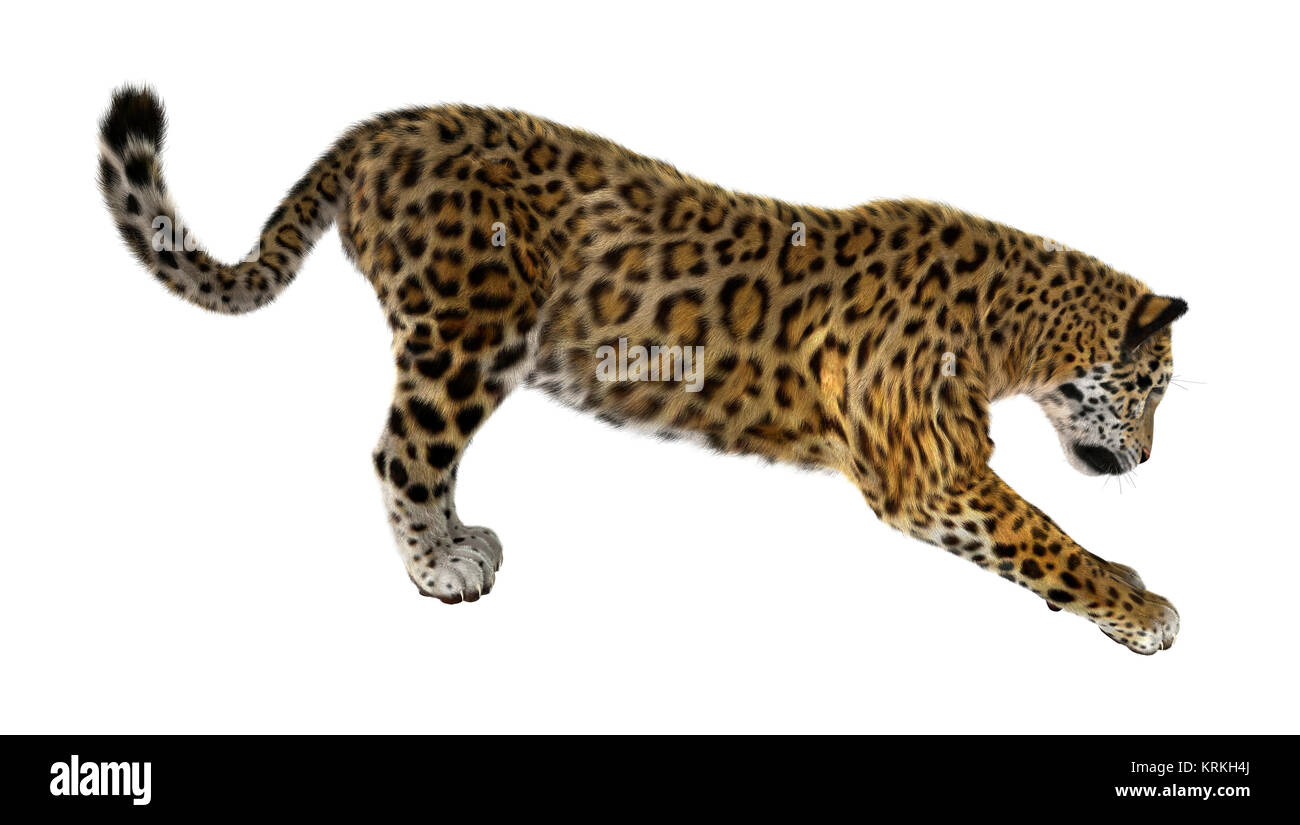 Big Cat Jaguar Stock Photo - Alamy