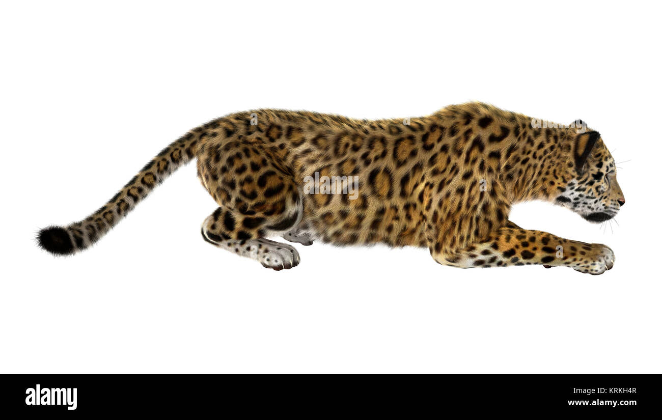 Big Cat Jaguar Stock Photo - Alamy