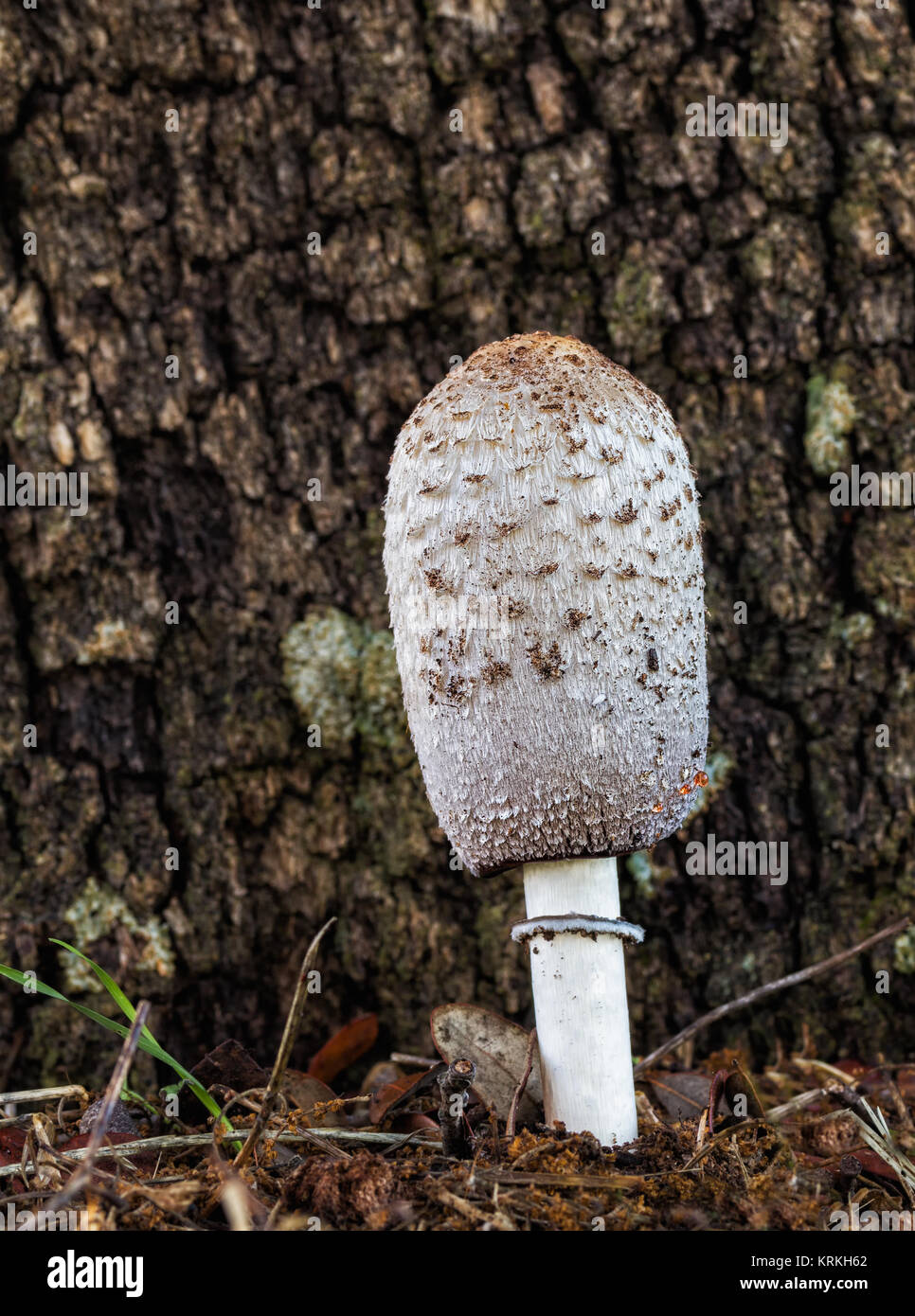 Mushroom photographed in their natural environment. Stock Photo