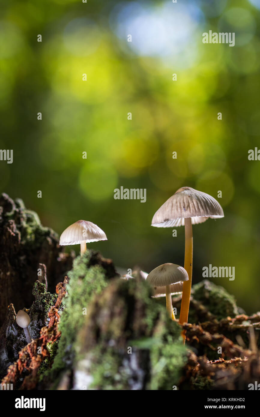 Mushrooms photographed in their natural environment. Stock Photo