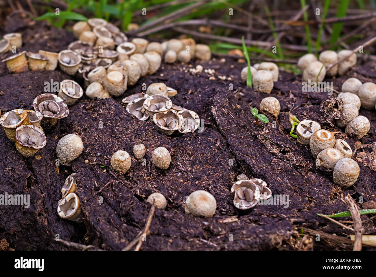 This fungus appears in spring and autumn. This species grows on the remains of all kinds, branches, wood and plant debris, and also the manure, as in  Stock Photo