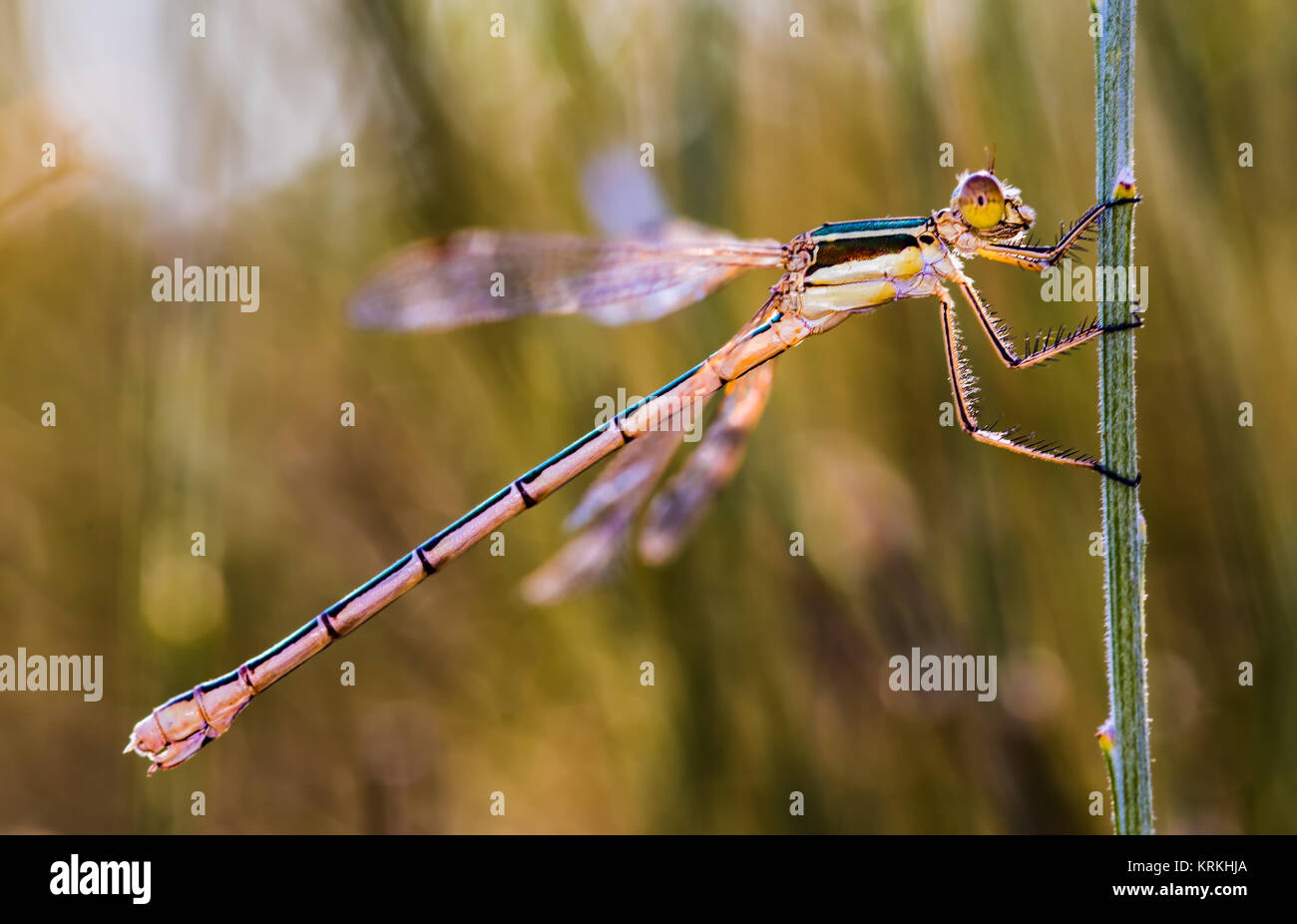Damselfly photographed in their natural environment. Stock Photo
