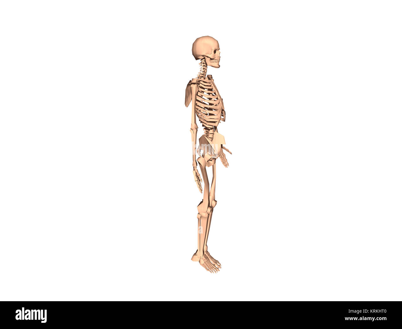 exempted skeleton Stock Photo