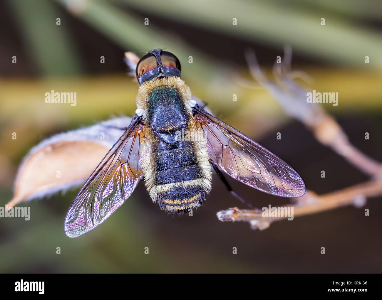 Fly species photographed in their natural environment. Stock Photo