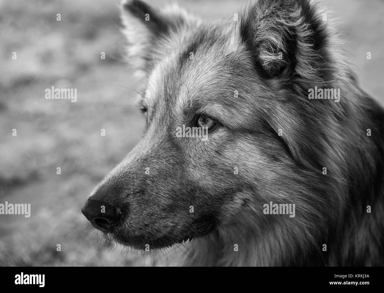 Portrait of a German shepherd dog. Stock Photo