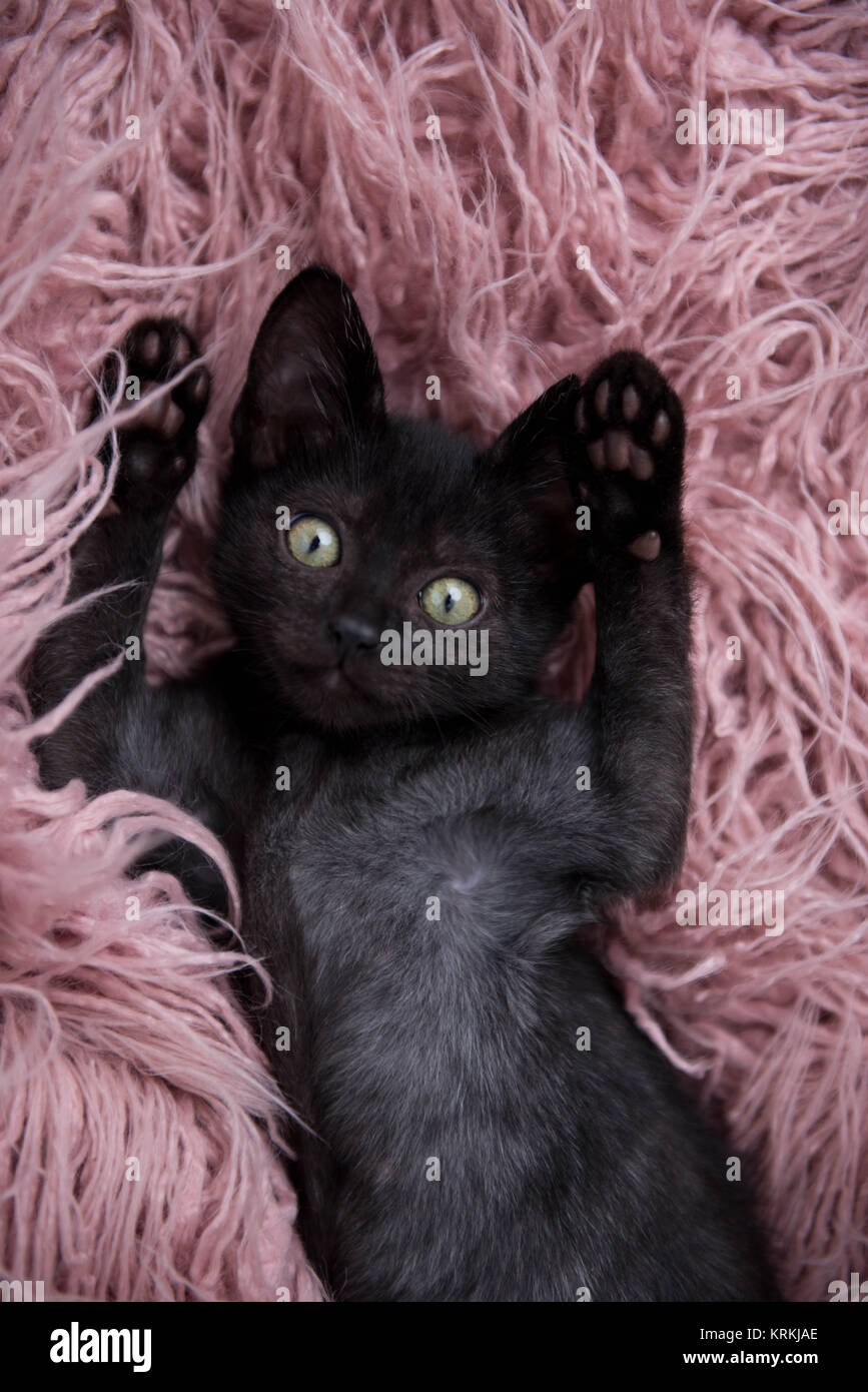 Adorable Black kitten Relaxing on Pink Fluffy Blanket Stock Photo - Alamy