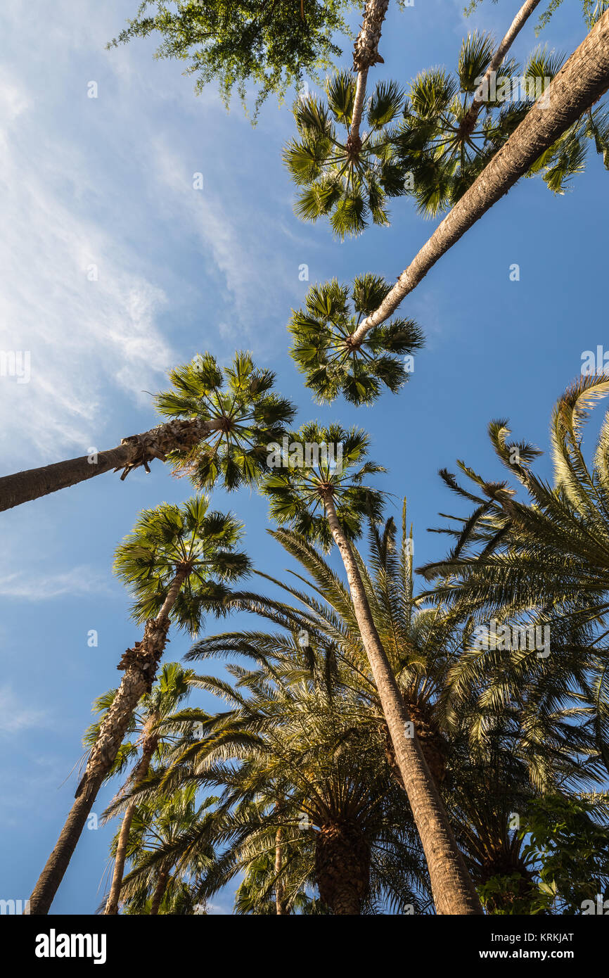 Palm trees reaching high hi-res stock photography and images - Alamy