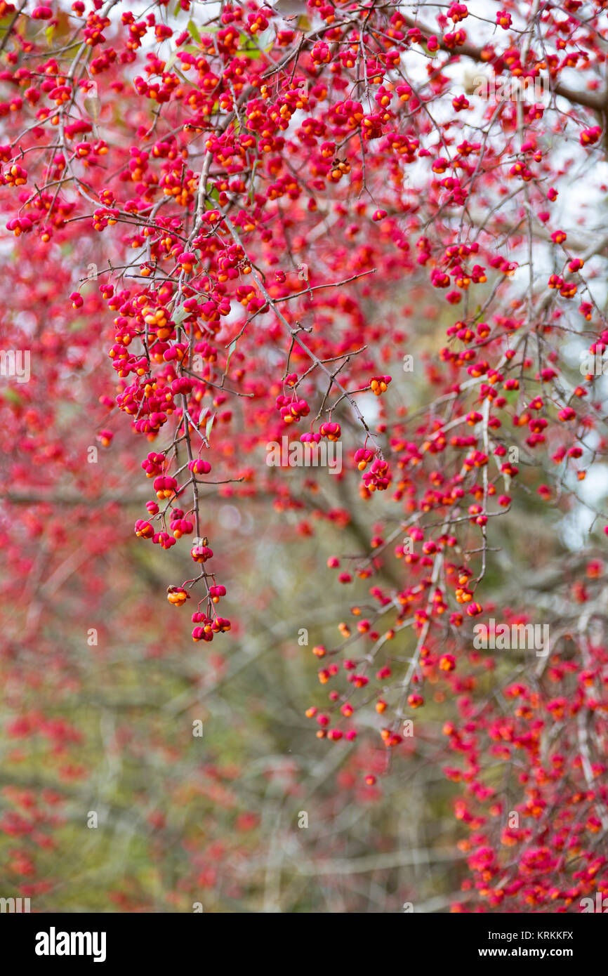 euonymus (euonymus europaeus Stock Photo Alamy