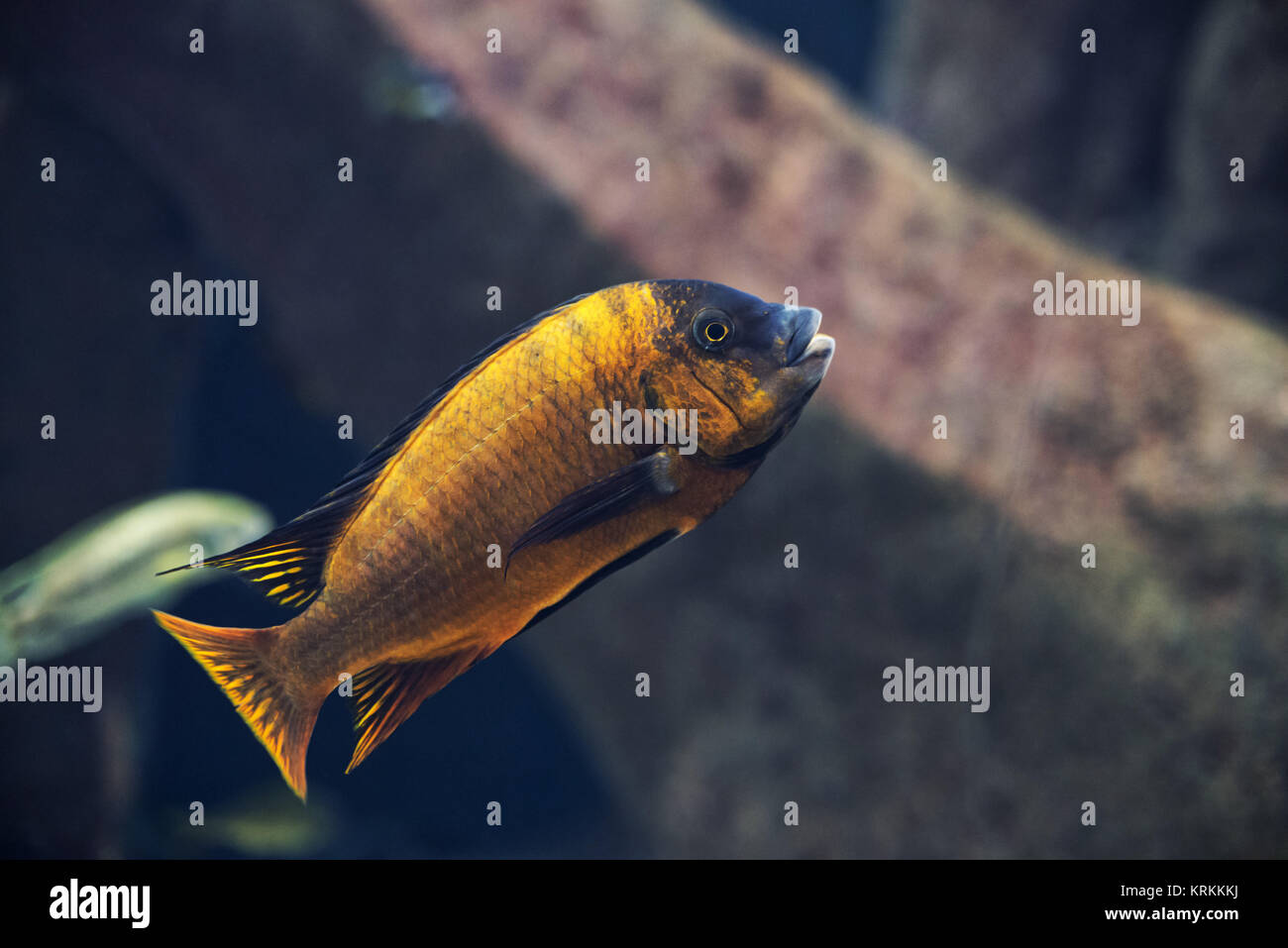 close up on iodotropheus sprengerae fish Stock Photo