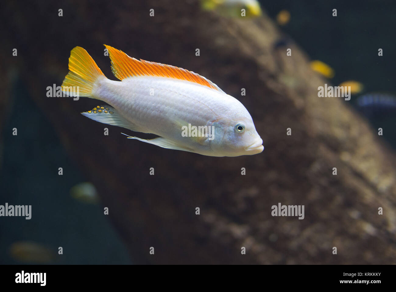 close up on maylandia hajomaylandi,malawi fish Stock Photo
