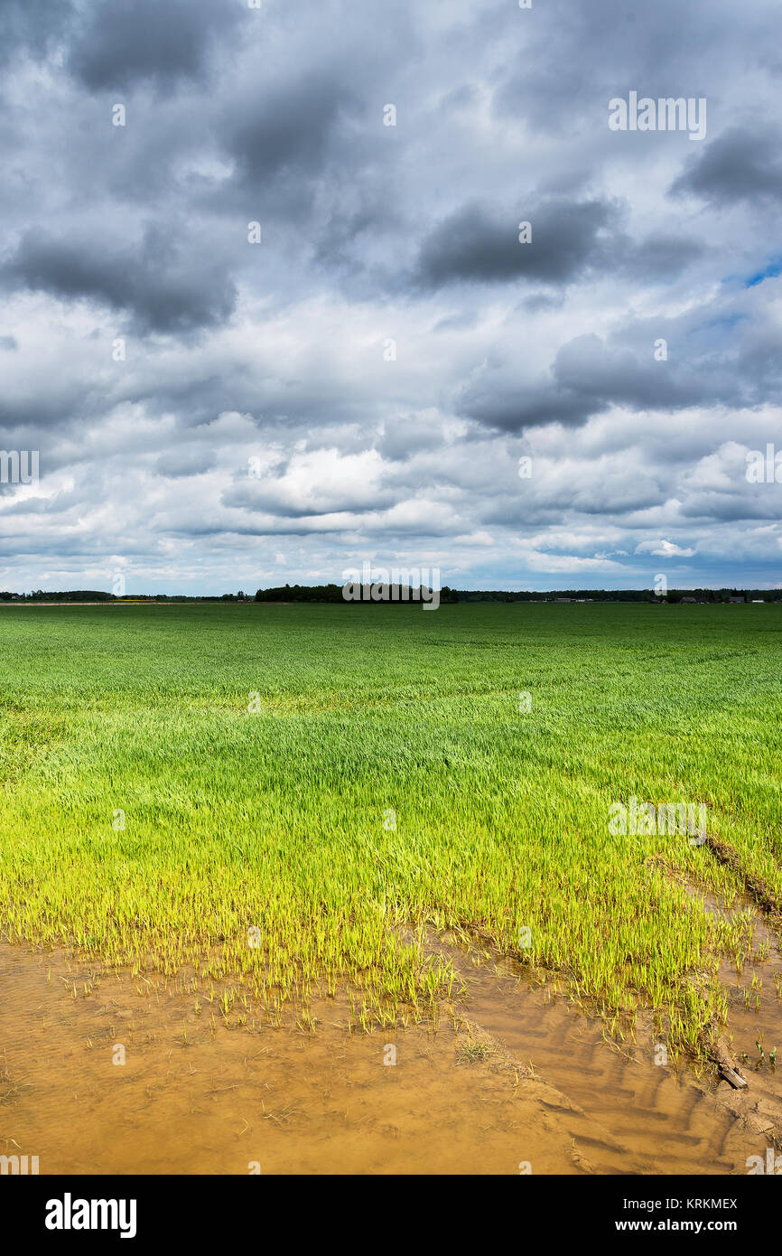 Wet field after heavy rain Stock Photo Alamy